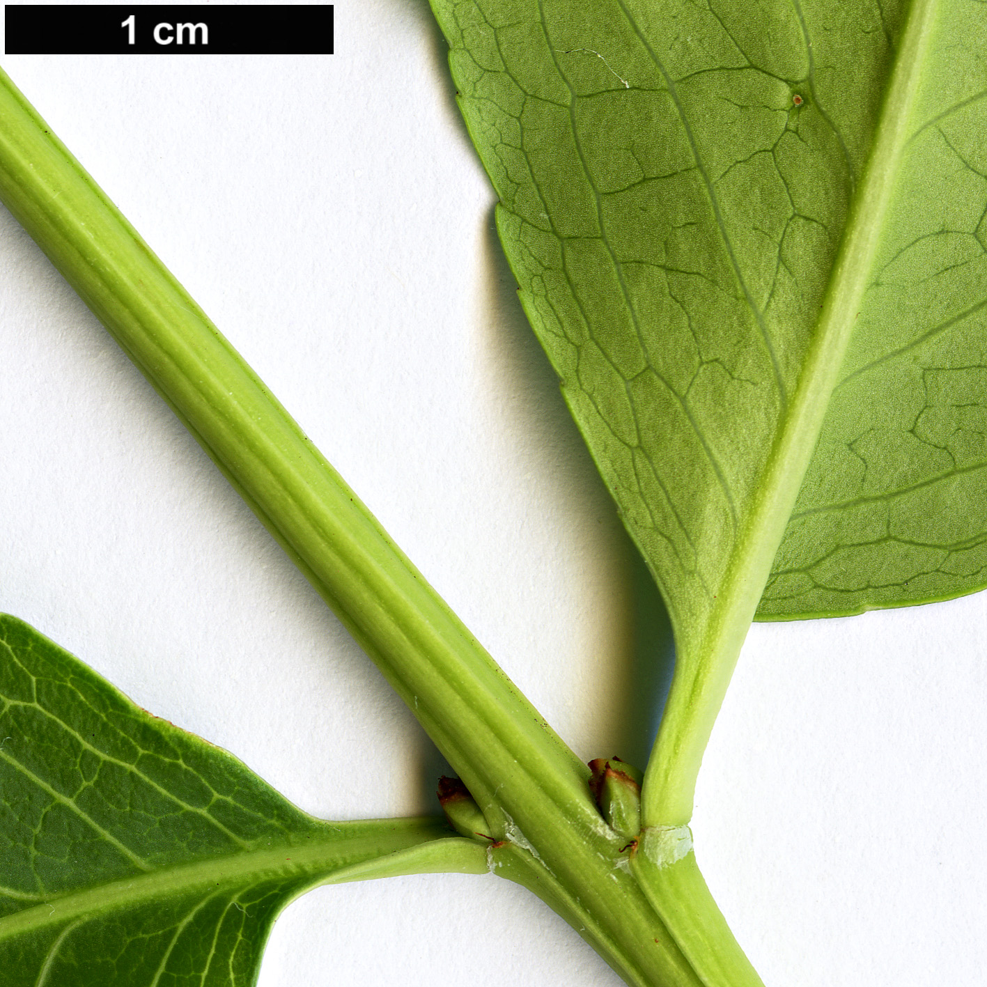 High resolution image: Family: Celastraceae - Genus: Euonymus - Taxon: grandiflorus